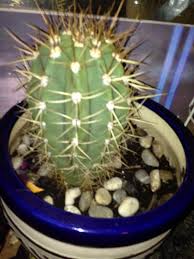 (updated, summer 2020) fungus gnats crave wet soil or decaying matter where they can lay their eggs. Miracle Gro Cactus Palm And Citrus Potting Mix