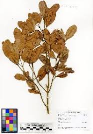 Image result for Lecaniodiscus fraxinifolius