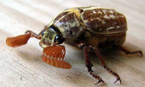 Black And Yellow Longhorn Beetle Poisonous Variegated June Beetle John Jpg 800 482 Beetle