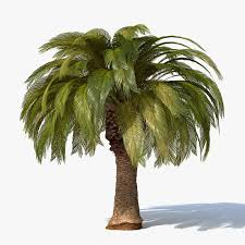 Palm Tree 3d Model Palm Trees Tree 3d Model