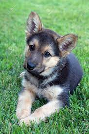 We offer you to watch a new video. Adorable German Shepherd Puppy Stock Photo Picture And Royalty Free Image Image 14351943