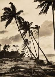 Coconut Trees On The Sea Shore Sri Lanka Landscape Beach
