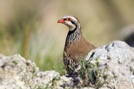 Image result for Alectoris rufa