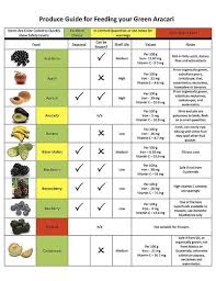 Parrot Diet Chart Google Search Diet Chart Diet Parrot