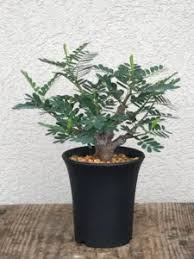 Image result for Stathmostelma fornicatum