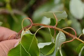 Image result for Ozoroa longipes