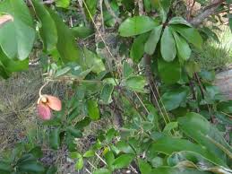 Image result for Sphedamnocarpus pruriens