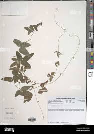 Image result for Rhynchosia totta