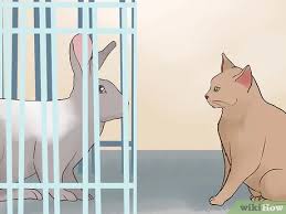 Guinea pigs and rabbits can make good companions, but rabbits are bigger and can inadvertently i don't know enough about chinchillas to comment on whether they could potentially play with rabbits. How To Keep A Rabbit And A Cat 13 Steps With Pictures Wikihow Pet