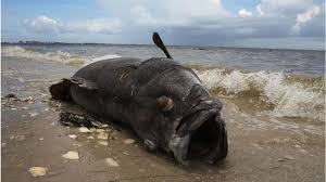 Red Tide Florida Powerless To Stem Killer Algae Bloom Bbc