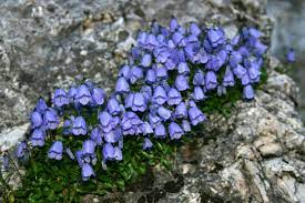 Campanula cespitosa Scop. | Plants of the World Online | Kew Science