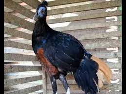 Sempidan Muka Biru Borneo Fireback Pheasant Ragfarm Sukamara Youtube