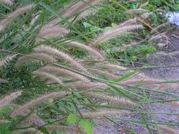 Image result for Cenchrus