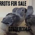 Image result for african grey parrot for sale