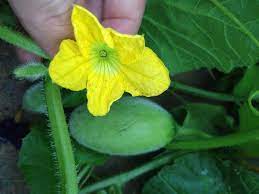 Pea plants will produce dainty white to yellow flowers that look. Plant Id Forum Five Point Yellow Flower Fuzzy Green Unripe Fruit Ground Cover Ish Vine Y Garden Org