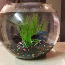 Simple Betta Fish Tank Bowl Betta Fish Types Betta Fish Tank Betta