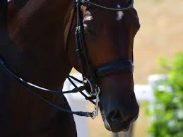Valegro is kwpn sired by negro. Horse Of The Month Mount St John Freestyle