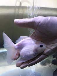 Check spelling or type a new query. Jual Hiasan Aquarium Ikan Mas Koki Oranda Putih Di Lapak Part Laptop Depok Bukalapak