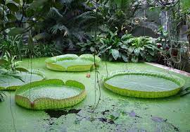 I migliori hotel e alberghi vicino a botanischer garten, linz, austria: Seerosen Botanischer Garten Linz