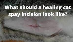 Taking cat spay healing photos each day can help you to monitor your cat's progress and. What Should A Healing Cat Spay Incision Look Like The Kitty Expert