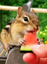 Not only do they not need carbs, they're sweet blind. Eating Watermelon Explore Tumblr Posts And Blogs Tumgir