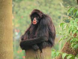 We did not find results for: Peruvian Spider Monkey Wikipedia