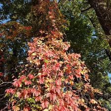 Une Cascade De Couleurs Automnales Pour Cette Belle Journee Ensoleillee Vallee De Chevreuse Parc Naturel Regional Chevreuse
