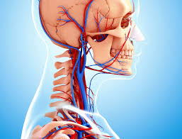 While both right and left arteries run the same course in the. External Jugular Vein Anatomy Function And Significance