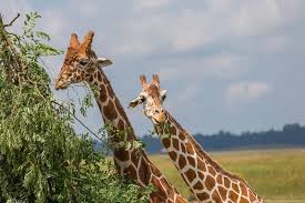 We lov pets zanesville מיקוד 43701. The Wilds Safari Park In Ohio Guide An Animal Park In Southeast Ohio