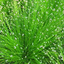 Image result for Isolepis costata