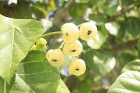 Image result for Hernandiaceae