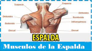 Check spelling or type a new query. Animacion Sobre La Anatomia De Los Musculos De La Espalda Youtube