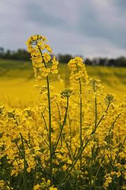 We did not find results for: Rapeseed Flowers Photograph By Shirley Mitchell