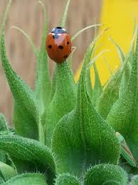 Ladybird Ladybird Ladybug Pictures