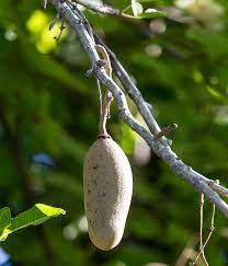 In central kenya, sausage fruits are used to increase the fermentation process of a local beer. Sausage Tree San Diego Zoo Animals Plants