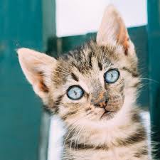 Welche Haustiere passen am besten zu meinem Lebensstil?