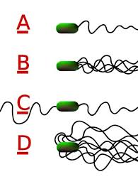 Flagella is a hair like structure. Flagellum Definition Function Types Quiz Biology Dictionary