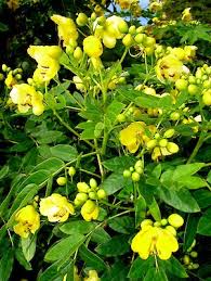 Image result for Senna floribunda