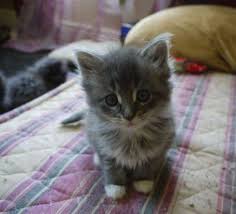 Welcome to imperial rags ragamuffins! 25 Most Adorable Grey Ragamuffin Cat Pictures And Images