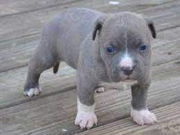 Selling three puppies great for breeding or for the house.selling for five hundred the males six hundred the females… blue nose pitbull pups for sale with papers razors edge n go 367.6 miles. Pin On Animals