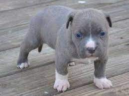 You will have many results for searching for pitbull puppies on craigslist. Pocket Pitbull For Sale Craigslist Cheap Buy Online