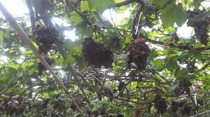 Stesen janakuasa elektrik cameron highlands berfungsi sebagai pembekal tenaga elektrik utama untuk penduduk disana. Ladang Anggur Bertam Valley Cameron Jom Jalan Jalan Facebook