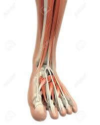 Menschlicher Fuss Muskeln Anatomie Lizenzfreie Fotos Bilder Und Stock Fotografie Image 30512016