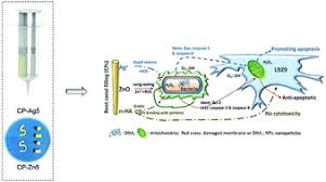Con la terapia conservativa è possibile intercettare la carie al loro stadio iniziale: The In Vitro Evaluation Of Antibacterial Efficacy Optimized With Cellular Apoptosis On Multi Functional Polyurethane Sealers For The Root Canal Treatment Journal Of Materials Chemistry B Rsc Publishing