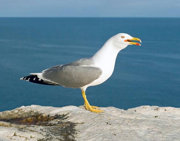 Larus michahellis - Monaco Nature Encyclopedia
