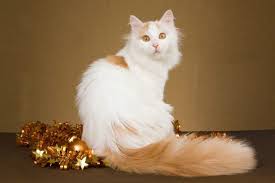 They also get along great with other pets in the home, but it will make clear who. Turkish Van Cat Breed Information Pictures Characteristics Facts Myawesomecat Com Purebred Cats Turkish Van Cats Cat Breeds