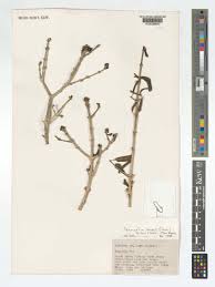 Image result for Tricalysia sp. E