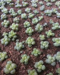 They should germinate within 1 week. How To Grow Succulents From Seeds Guide Succulent City