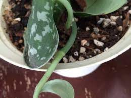 Check spelling or type a new query. Scindapsus Pictus Grrrrrrrrrr