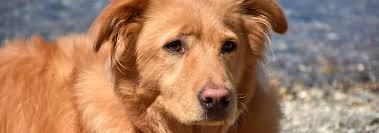 Dog Snow Nose Why Dogs Noses Turn Pink Hill S Pet